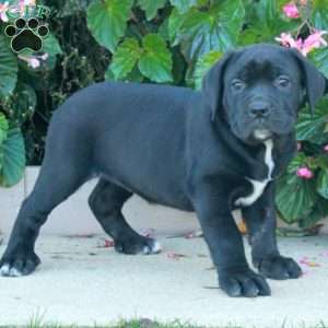 Cleo, Cane Corso Puppy