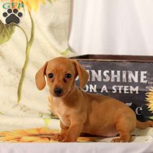 Cleo, Dachshund Puppy