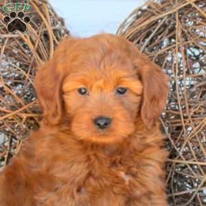 Cleo, Mini Goldendoodle Puppy