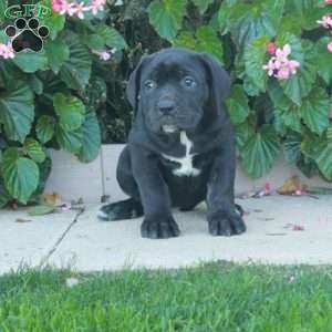 Cleo, Cane Corso Puppy