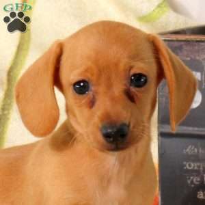 Cleo, Dachshund Puppy