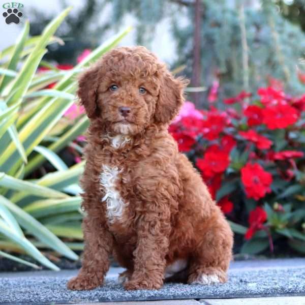 Clint, Miniature Poodle Puppy
