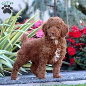 Clint, Miniature Poodle Puppy