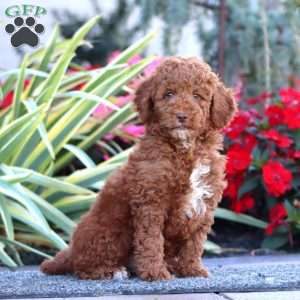 Clint, Miniature Poodle Puppy