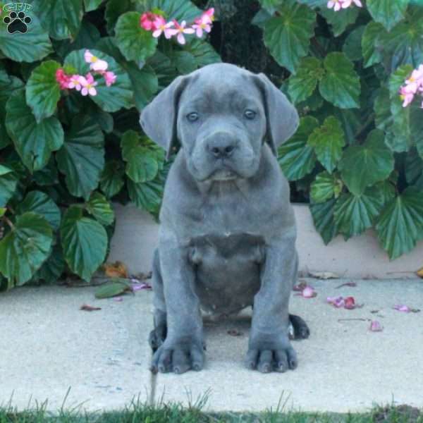 Clover, Cane Corso Puppy