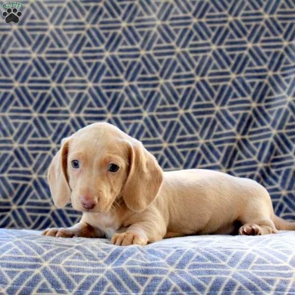 Clover, Dachshund Puppy