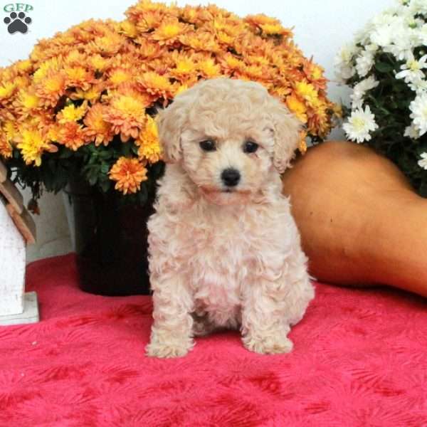 Clover, Cavapoo Puppy