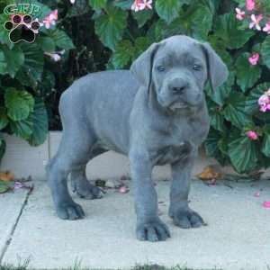 Clover, Cane Corso Puppy