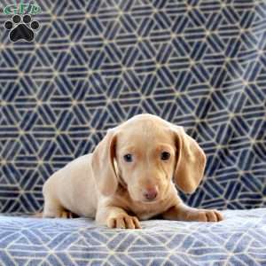 Clover, Dachshund Puppy