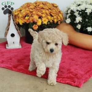 Clover, Cavapoo Puppy