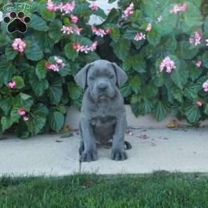Clover, Cane Corso Puppy