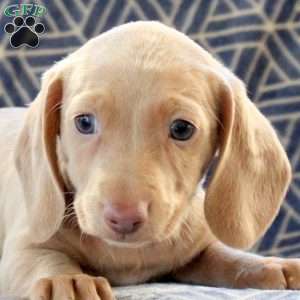 Clover, Dachshund Puppy