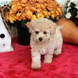 Clover, Cavapoo Puppy