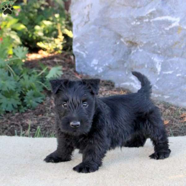 Clyde, Scottish Terrier Puppy