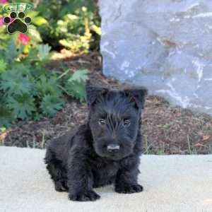 Clyde, Scottish Terrier Puppy