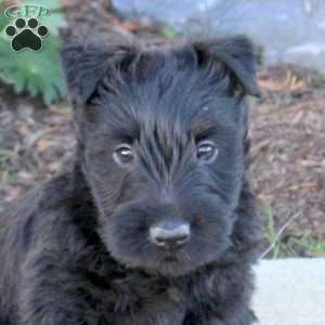 Clyde, Scottish Terrier Puppy