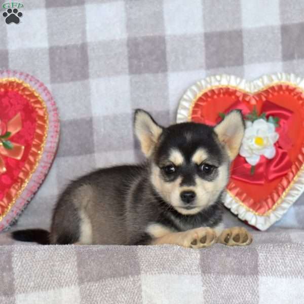 Coca-Cola, Pomsky Puppy