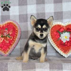 Coca-Cola, Pomsky Puppy