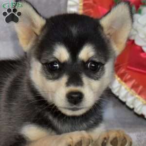 Coca-Cola, Pomsky Puppy
