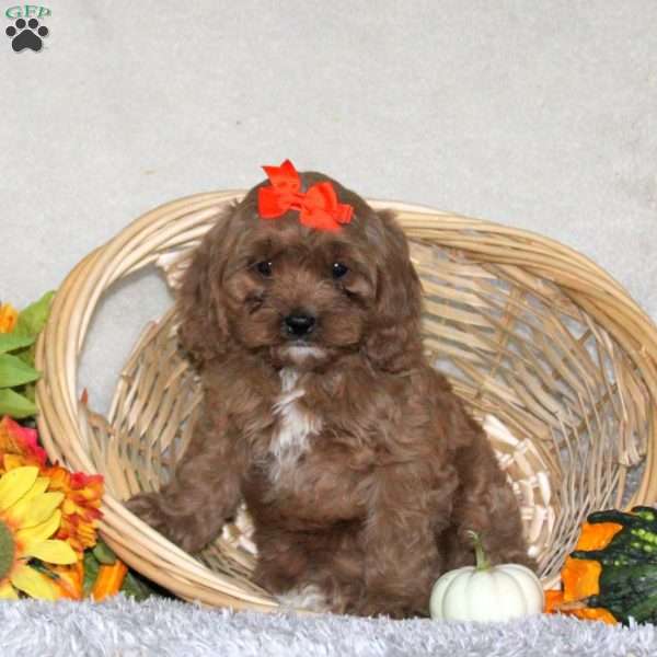 Coco, Cavapoo Puppy
