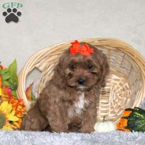 Coco, Cavapoo Puppy
