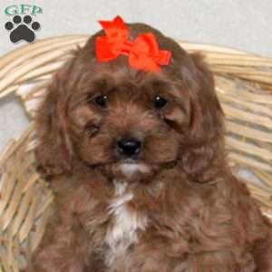 Coco, Cavapoo Puppy