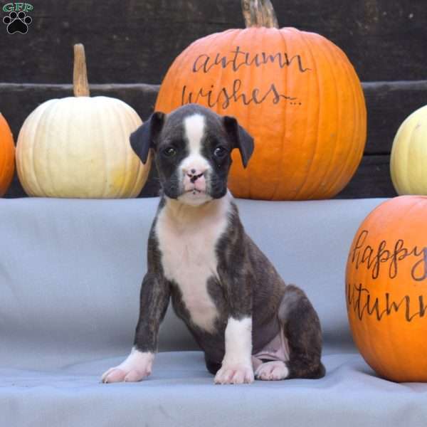 Cocoa, Boxer Puppy