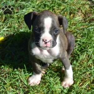 Cocoa, Boxer Puppy