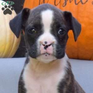 Cocoa, Boxer Puppy