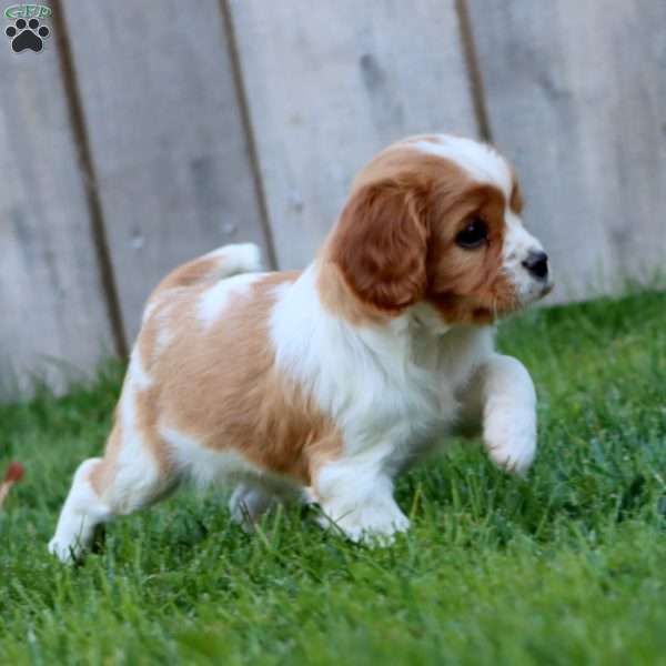 Cocoa, Cavapoo Puppy