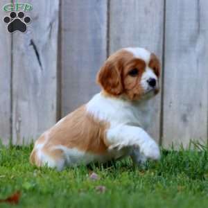 Cocoa, Cavapoo Puppy