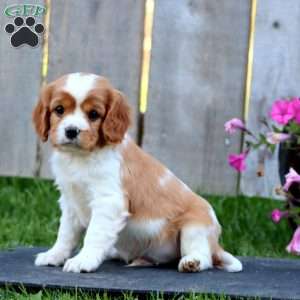 Cocoa, Cavapoo Puppy