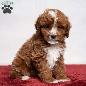 Cody, Cavapoo Puppy