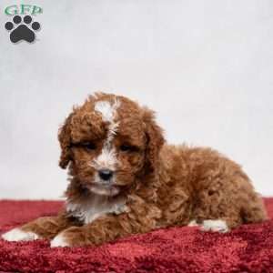 Cody, Cavapoo Puppy