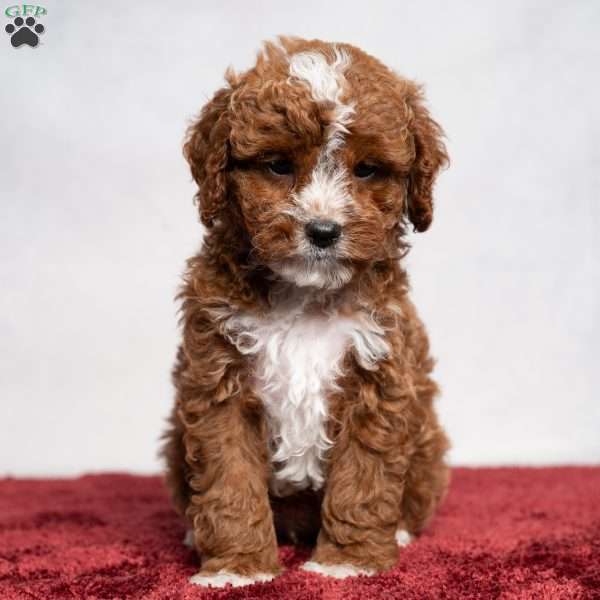 Cody, Cavapoo Puppy