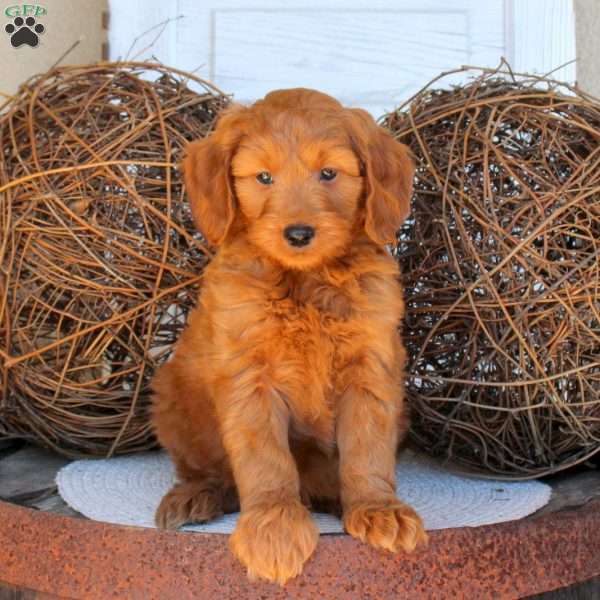 Cody, Mini Goldendoodle Puppy