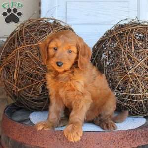 Cody, Mini Goldendoodle Puppy