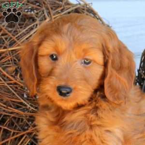 Cody, Mini Goldendoodle Puppy