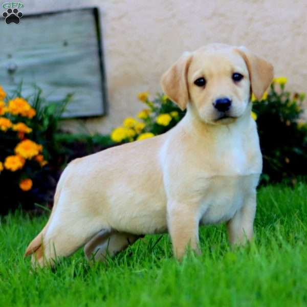 Cody, Fox Red Labrador Retriever Puppy