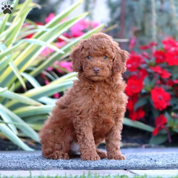 Cody, Miniature Poodle Puppy