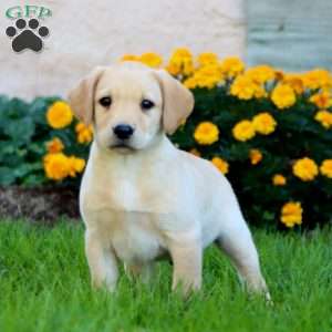 Cody, Fox Red Labrador Retriever Puppy