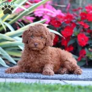 Cody, Miniature Poodle Puppy