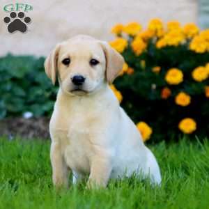 Cody, Fox Red Labrador Retriever Puppy