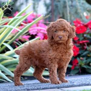 Cody, Miniature Poodle Puppy