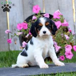 Coffee, Cavapoo Puppy