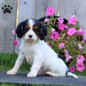 Coffee, Cavapoo Puppy