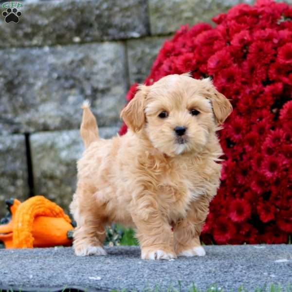 Colby, Shih-Poo Puppy