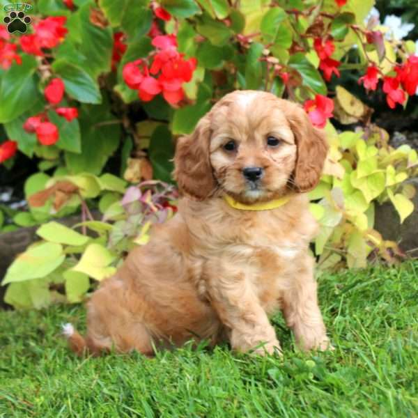 Colby, Cavapoo Puppy