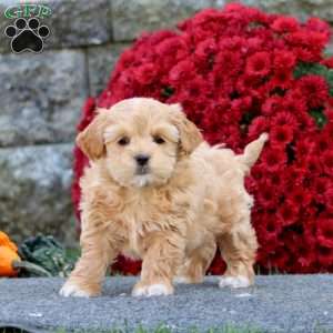 Colby, Shih-Poo Puppy