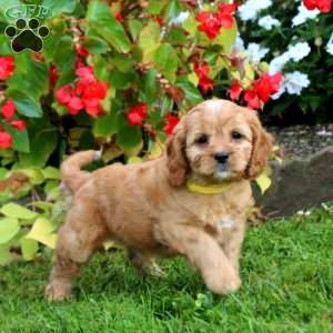 Colby, Cavapoo Puppy